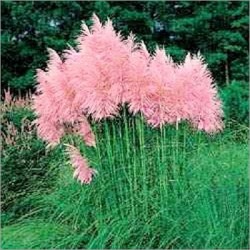 Cortaderia Selloana pink / Herbe de la Pampa (Lot de 10 graines) - Graines